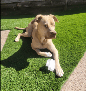 Life with Willie, Lucy & Malone: The Pack Behind WH1345