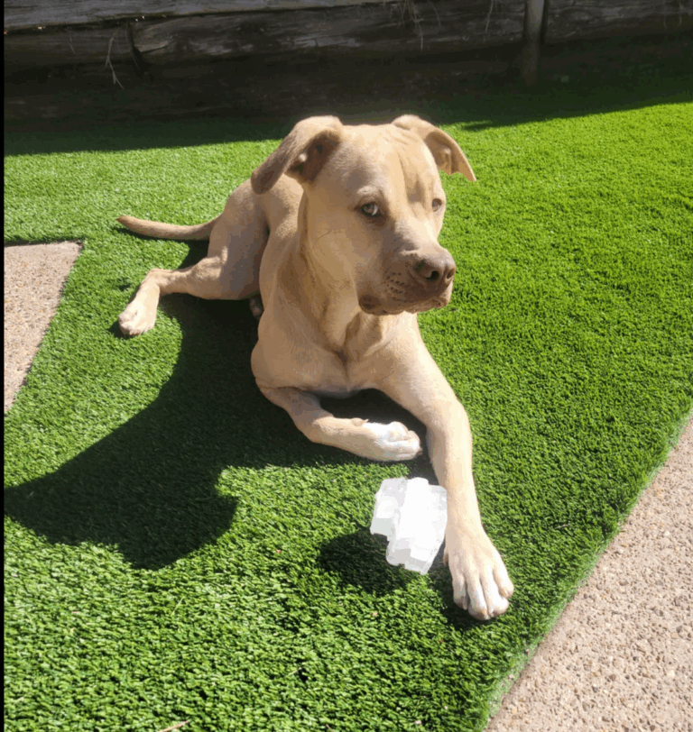 Life with Willie, Lucy & Malone: The Pack Behind WH1345