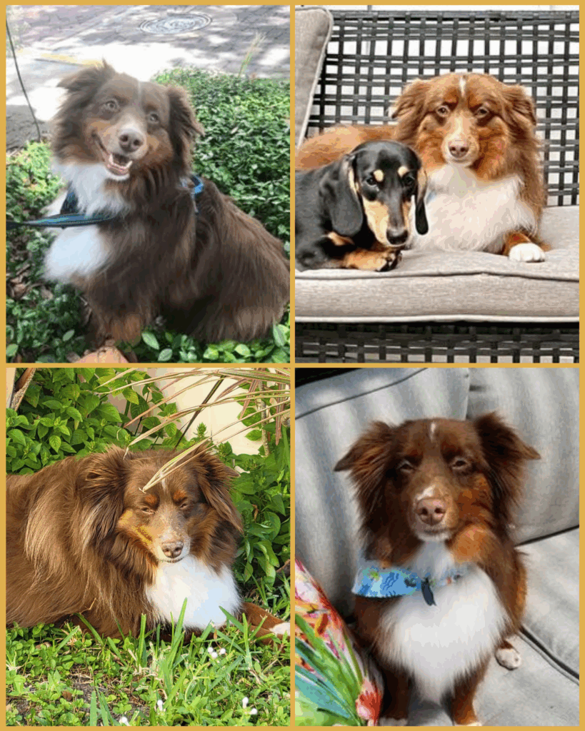 Willie The fluffy dog with no tail