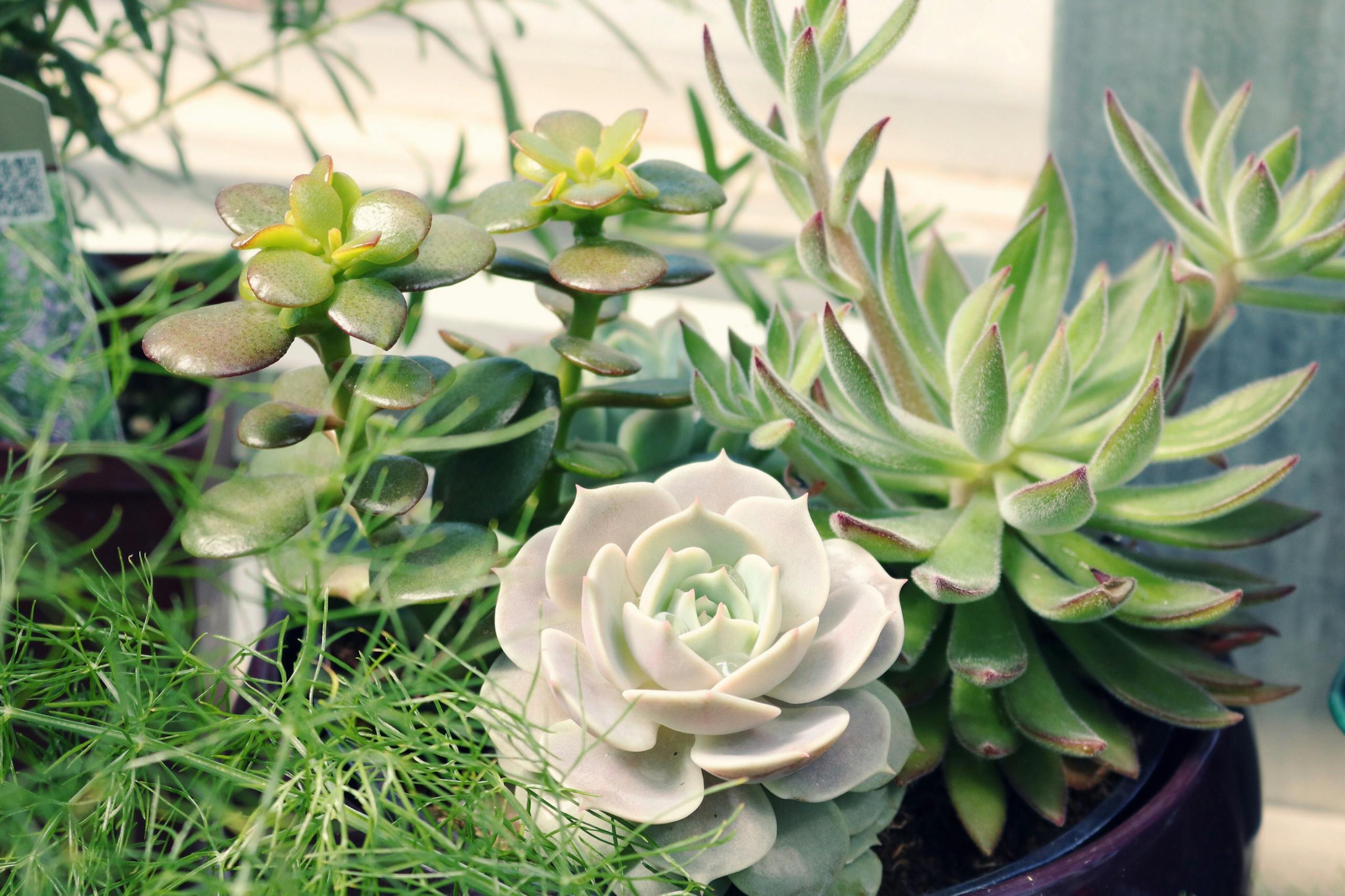 A diverse mix of vibrant succulent plants displayed in a decorative pot, capturing lush growth.